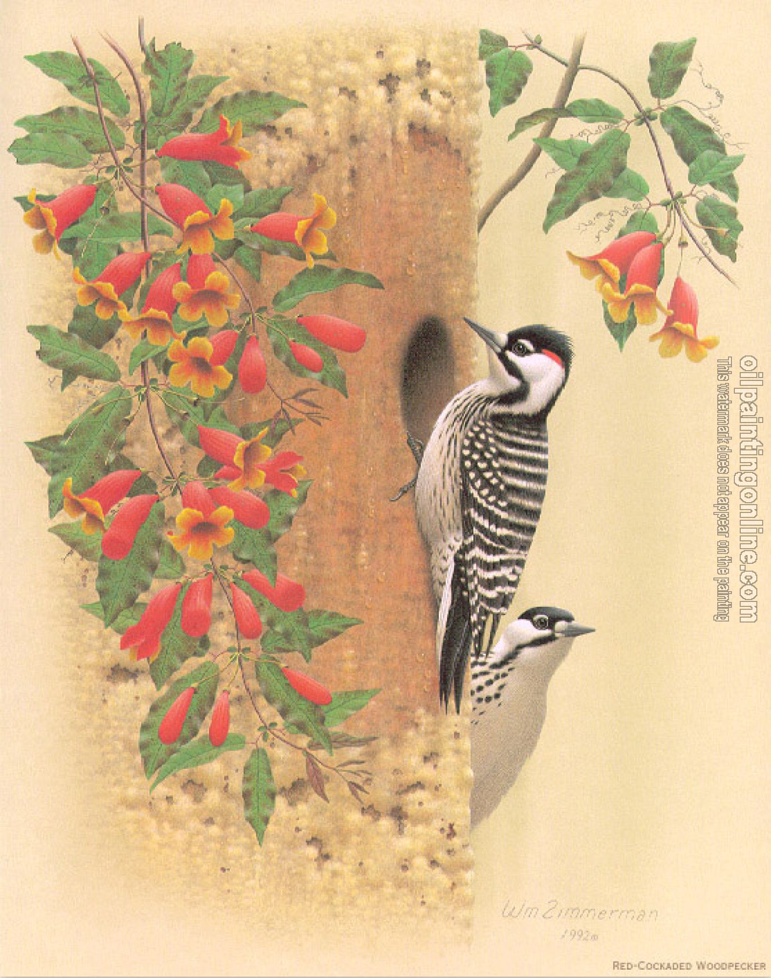 William Zimmerman - Red cockaded Woodpecker